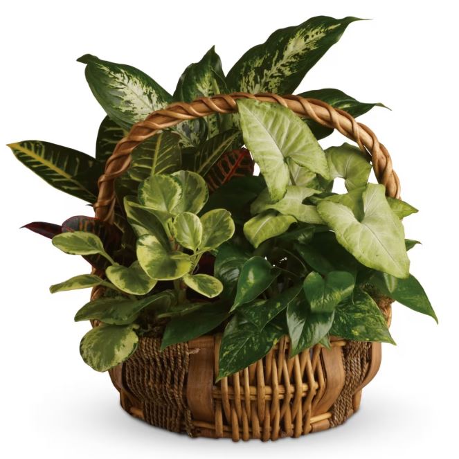 Classic Dish Garden