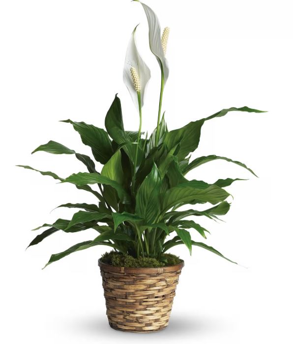Peace Lilly