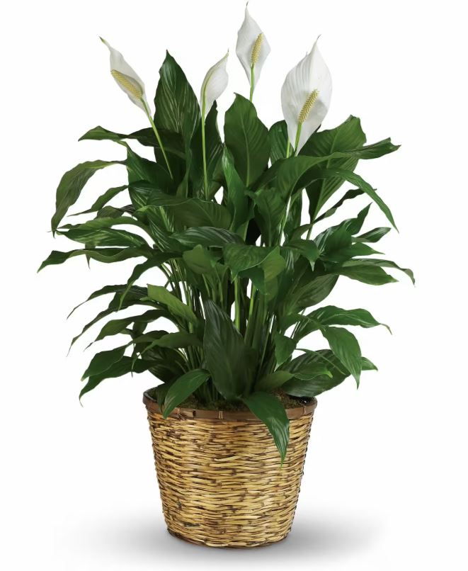 Majestic Peace Lilly (Large)