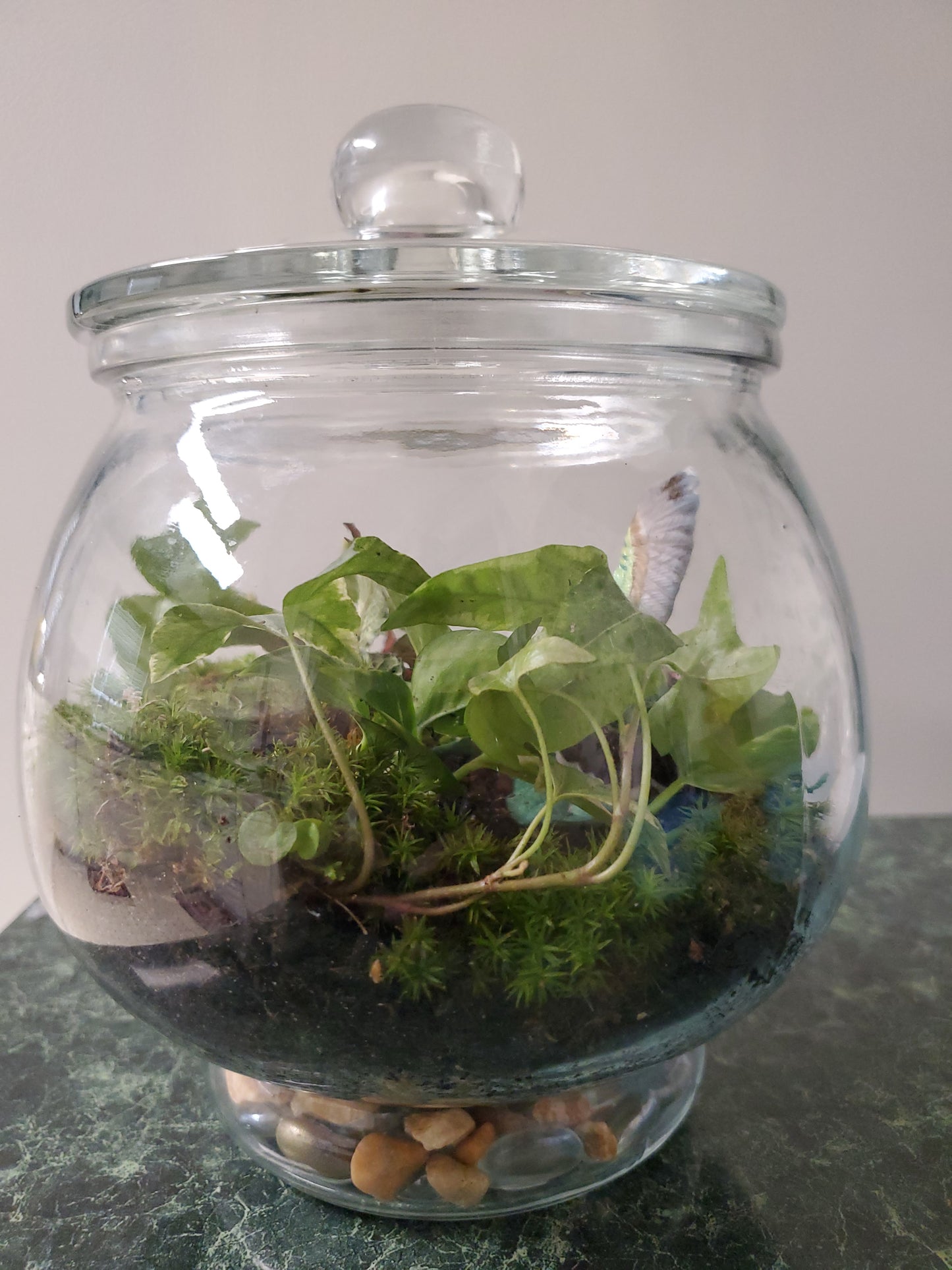 Hummingbird's Garden Terrarium