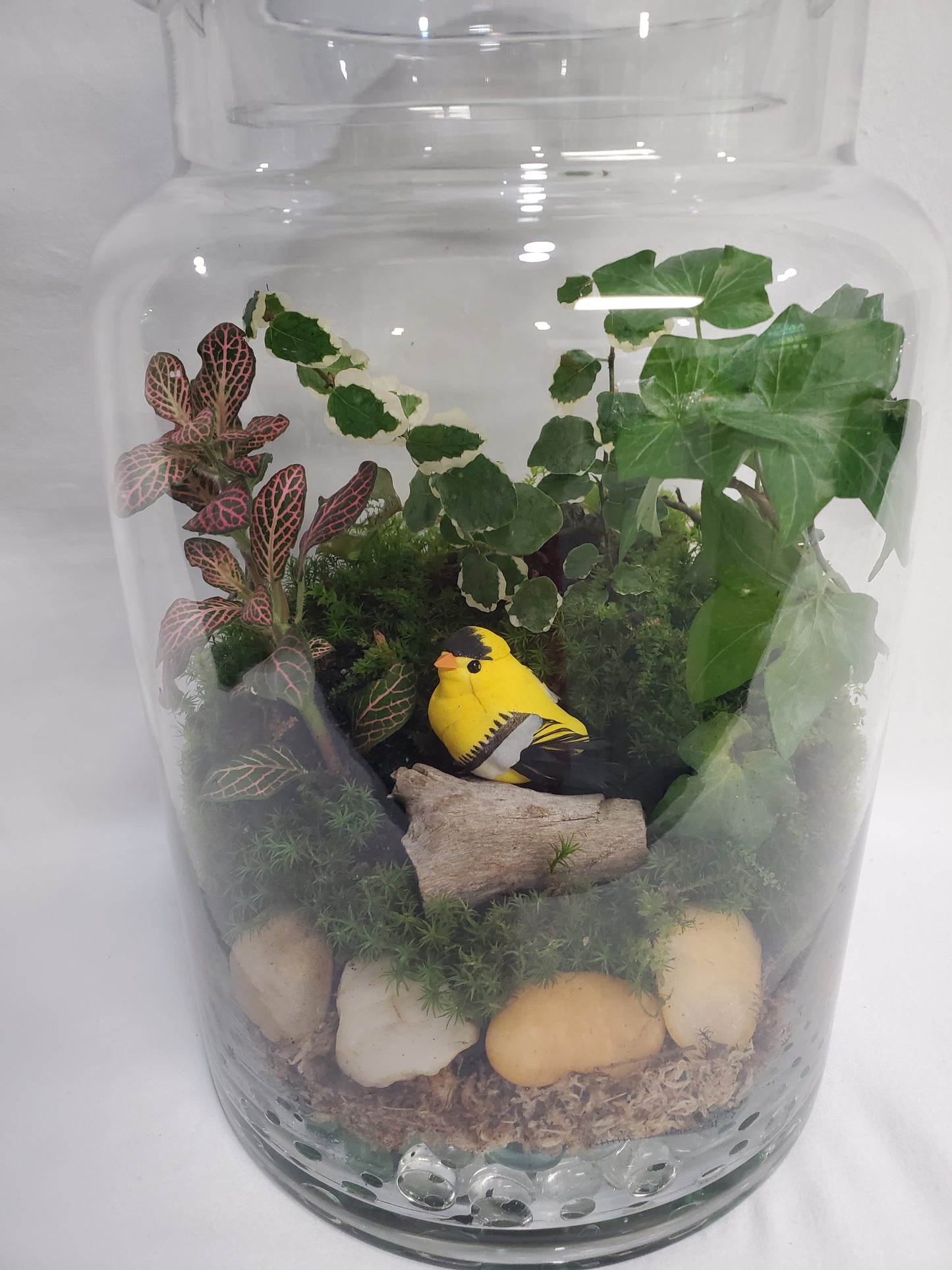 Goldfinch Garden Terrarium