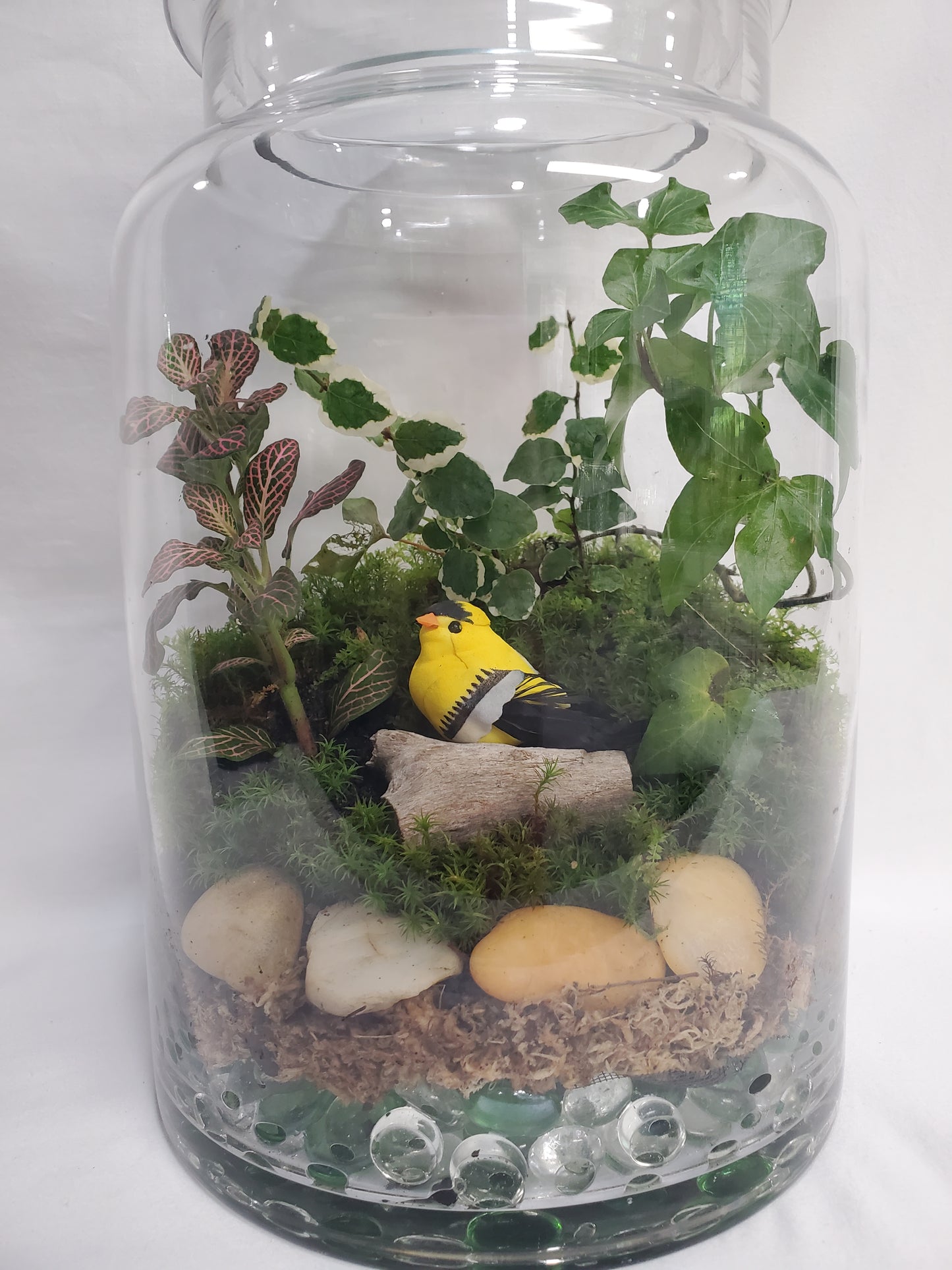 Goldfinch Garden Terrarium