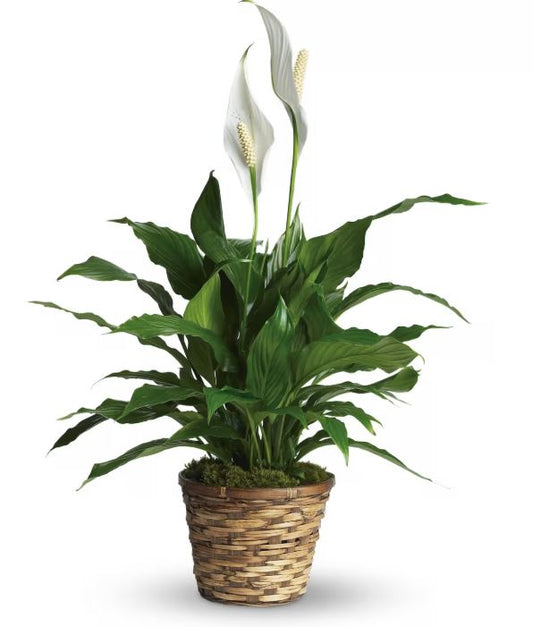 Peace Lilly