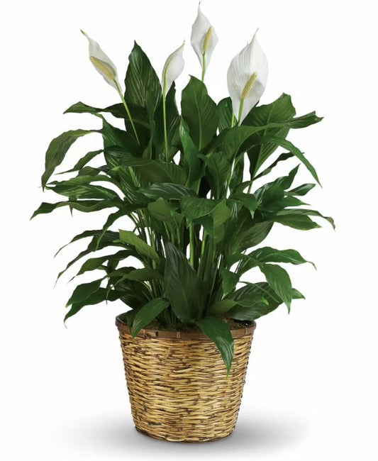 Majestic Peace Lilly (Large)